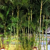 評論圖片