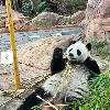評論圖片