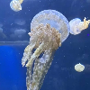 評論圖片