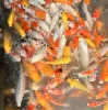 評論圖片