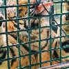 評論圖片