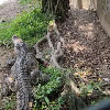評論圖片