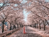 韓國賞櫻勝地盤點！2025年攜愛人一起浪漫追櫻！