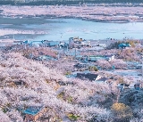 韓國梅花節，這個春天一起去看看！