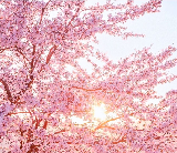 2025韓國櫻花花期預測，感受春日限定的浪漫氛圍!