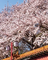 韓國小眾櫻花打卡地