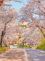 2025不容錯過的首爾賞櫻勝地TOP3