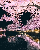 2025韓國南怡島櫻花來啦！