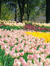 西湖最美三月天，杭州三月賞花攻略🌸