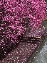 在杭州西溪 | 遇見現實版莫奈花園的春天