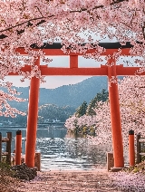 日本八大賞櫻聖地大公開！