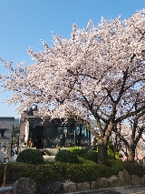 2025首爾櫻花季十大熱門打卡地