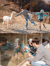 京畿道加平羊駝牧場｜《滴滴叭叭》同款場景！實測超讚體驗+行程規劃💡