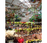 臺南人衝韓國江原道！平昌香草王國四季賞香草+DIY超讚✨