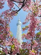 你知道嗎？晴空塔藏著的超絕拍照打卡點