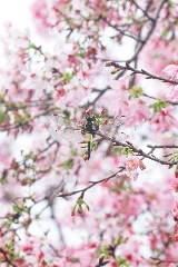 雲浮一日遊旅遊攻略：推薦十大最值得去的景點和最好玩的地方