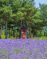 京畿道加平，你不知道的小眾打卡點——鼈島花園