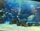 東京必打卡！陽光水族館的奇妙海洋之旅