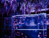銀座藝術水族館遊玩攻略