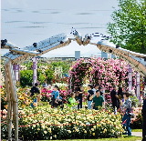 韓國全羅南道5月限定花海谷城世界玫瑰慶典