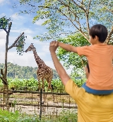 新加坡動物園超讚！開放式動物園+行程規劃懶人包✨
