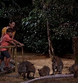 新加坡夜間動物園攻略｜40分鐘小火車+3條隱密步道｜門票兌換看這裡🤩