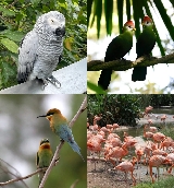 新加坡飛禽公園攻略｜隱藏版體驗+套餐選擇指南！親子遊必看🚁