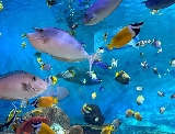 韓國首爾 COEX 水族館周邊一日遊推薦