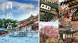 首爾一日游｜景福宮 + 昌德宮 + 北村韓屋村一日遊：穿越六百年的王朝記憶