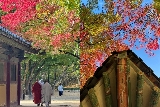 韓國秋天賞楓必打卡TOP拍照地