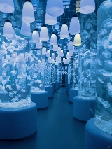 2025深圳室內遊玩！小梅沙、觀瀾、歡樂海岸三大水族館攻略｜親子遊