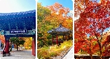 【韓國賞楓自由行】10 個首爾楓葉、銀杏景點，紅葉時間預測情報