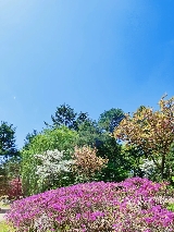 首爾近郊 1 日遊首選！南怡島往返巴士 + 全攻略，輕松打卡韓劇秘境