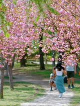 南怡島進島大 PK：巴士 VS 高空飛索，選對方式玩得更爽