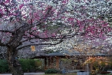 東京出發！探秘日本2025最晚楓紅秘境：熱海來宮神社×梅園雙重秋日驚喜一日遊