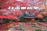 日本秋日賞楓秘境：比叡山延歷寺與教林坊的紅葉禪意之旅