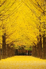 2025最新韓國南怡島攻略|南怡島住宿攻略（含紅楓預測、美食、交通攻略）