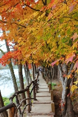 韓國南怡島攻略| 南怡島一日游（含交通、美食、住宿）