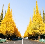 東京秋冬限定｜紅楓 × 銀杏交織自由行攻略 —— 以神宮外苑為核心的金色與緋紅漫遊