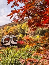 2025乘小火車穿越紅葉山林！距市區40min車程，直達小眾賞楓園林！