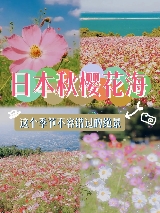2025.10.不能錯過的浪漫秋景，日本大波斯菊花海