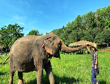 清邁康達大象保護營：與 “退休” 大象赴自然之約，零傷害互動太治愈