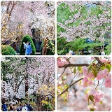 首爾近郊一日遊實測｜南怡島+晨靜樹木園這樣玩才對！避坑指南收好了✨