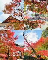 日本賞楓好去處 | 虎溪山永保寺：絕美紅葉與700年銀杏的秋日盛宴