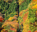 日本賞秋攻略來了（附最新紅葉時刻圖）~這些日本絕美賞紅葉勝地，你知道嗎？