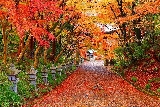 日本京都紅葉小眾景點推薦：唐風庭院與紅葉夜燈秘境