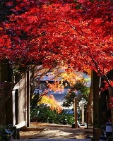 京都周邊賞楓｜滋賀 7 大紅葉名所，私藏秋日絕景