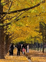 11月的南怡島，藏著韓國最溫柔的秋