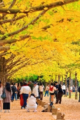 南怡島秋約｜銀杏楓葉正盛，這份吃喝玩樂全攻略請收好