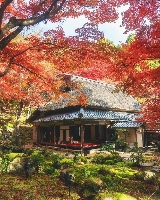 日本賞楓攻略｜三條精選路線：紅葉櫻花、溫泉古寺，解鎖你的極致秋旅！